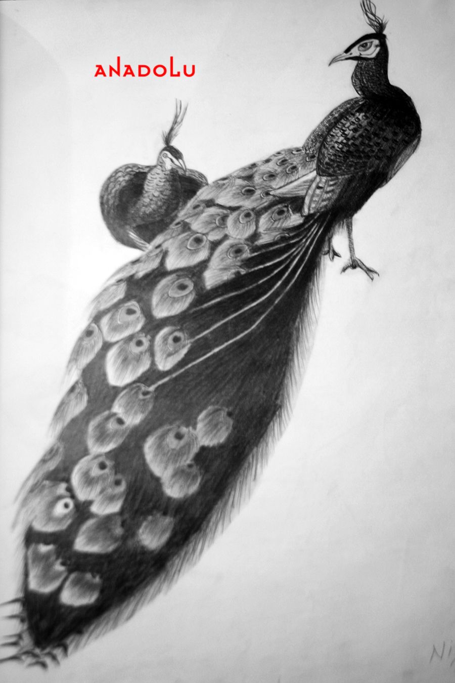 Tavus Kuşu Çizimleri Adana